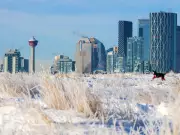Calgary's Weekend: -20°C Frost, Rock Concerts & Holiday Cheer