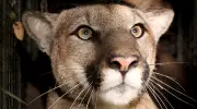 California Hiker's Terrifying Mountain Lion Encounter: 'It Was Staring Right At Me'