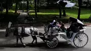 Central Park Horse Carriages Survive Ban Vote After Contentious Debate
