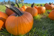 Don't Trash Your Pumpkin! Here's the Right Way to Dispose of Your Jack-o'-Lantern in Ontario