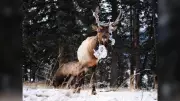 Elk Tangled in Christmas Lights Prompts Wildlife Safety Tips in Canmore
