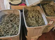 Five GTA Men Charged in $1.6M Illegal Cannabis Bust in Brighton