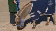 Fluffy Miniature Donkey Steals the Show at Toronto's Nathan Phillips Square Ahead of Royal Agricultural Winter Fair