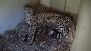 Four Cheetah Cubs Born at Smithsonian's National Zoo Amid Challenges