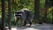 Georgia Man Bitten by Rabid Raccoon During Rescue Attempt