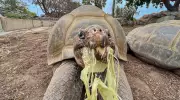 Gramma, San Diego Zoo's 141-Year-Old Galapagos Tortoise, Dies