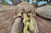 Gramma the Galapagos Tortoise Dies at 141, San Diego Zoo's Oldest Resident