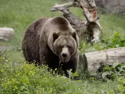 Grizzly Bear Attack in B.C. Leaves 11 Injured, Two Critical