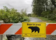 Grizzly Bear Encounters Increase in Bella Coola After Student Attack