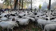 Hundreds of Sheep Parade Through Nuremberg in Annual Winter Migration
