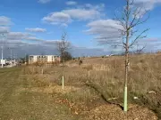 Imperfect Trees Find New Home at Barrie Hospital Instead of Being Discarded