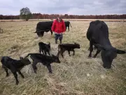 Kingsville Farm Stunned by One-in-11-Million 'Miracle' Calf Birth