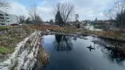 Kitchener Removes Beaver Dam from Shoemaker Creek Over Flood Concerns