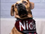 Lyle the Dog Seeks Quiet Home After Surviving Hurricane