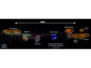 Major Gold Discovery at Tomingley's McLeans Prospect Signals New Era for Australian Mining