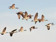 Montreal Weather: Sunny, Breezy Weekend with Above-Freezing High