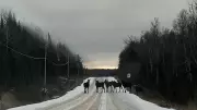 Moose Herd Blocks Northern Ontario Highway in Stunning Viral Photo