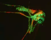 Nature's Ingenious Mosquito Trap: How a Sweet-Smelling Fungus Lures Bloodsuckers to Their Doom