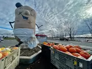 New Brunswick's Giant Potato Vandalized Again: Maugerville Landmark Defaced Three Years After Restoration