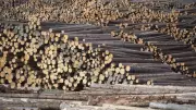 Nova Scotia Invests $1.8M in Forestry Innovation Trust