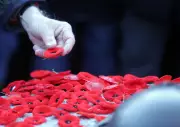 Nova Scotia Premier Condemns Court Ban on Poppies as 'Disgusting'