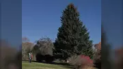 Nova Scotia's Boston Tree-Cutting Ceremony Takes Place Wednesday