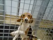 Ontario Lab Imports Beagles from US Breeder with Animal Cruelty History