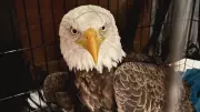 Ottawa Valley Bald Eagle 'Charlie' Euthanized After Severe Injury Discovery