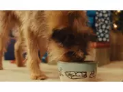 Pet Valu's Holiday Guide: Feast on Love with Your Pets