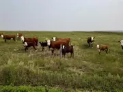 RCMP Investigates Cow Shooting North of Rush Lake, Saskatchewan