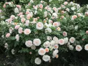 Rose Pruning Guide: Best Timing for Climbers and Bush Varieties