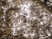 Spider Super-Web Reveals 'Constant Party' of Cohabiting Arachnids