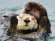 Toxic 'Forever Chemicals' Found in B.C. Sea Otters, UBC Study Reveals