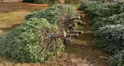 U.S. Sales Plunge Forces Canadian Christmas Tree Growers to Brace for Tough Season