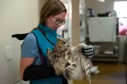 Utah Owl Rescued After Concrete Mixer Fall, Now Recovering