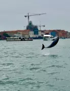 Venice's Acrobatic Dolphin Mimmo Faces Danger in Canals