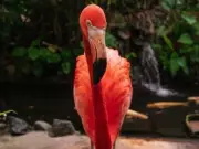 Victoria's Iconic Pink Flamingo Turns 50: The Story Behind Mango's Remarkable Milestone