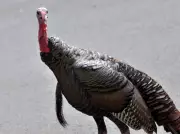 Wild Turkeys Disrupt Traffic in St. Catharines Neighborhoods