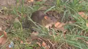 Windsor Defies National Trend with Declining Rat Sightings