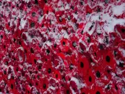 Winter Weather Travel Advisory Issued for Toronto and GTA