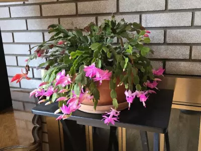 3 Holiday Cacti Types to Brighten Your Canadian Winter