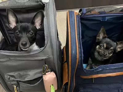 B.C. Family Denied Flair Flight Over New Infant-Pet Rule, Airline Blames Transport Canada