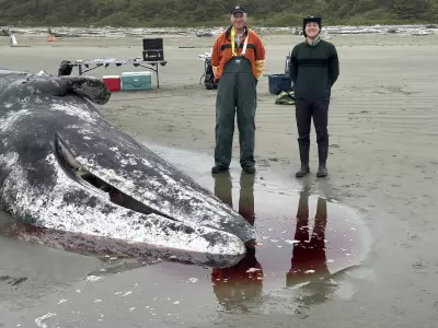 B.C. Whale Coroner's Gruesome Duty: A Humble Service to 'Revered' Animals