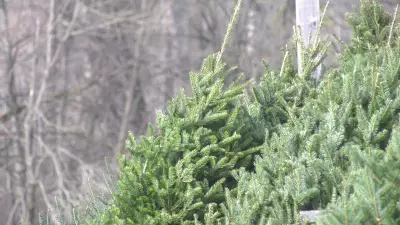 Beyond the Holidays: Creative Ways to Repurpose Your Christmas Tree