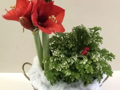 Brighten Winter Days with Amaryllis: A Canadian Gardener's Guide