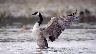 Canada Goose in Tottenham Tests Positive for Avian Influenza