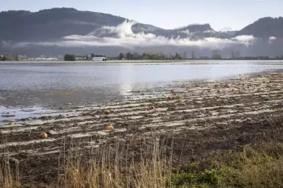 Former Abbotsford Mayor Proposes $1B Pumping Station to Protect Farmland from Nooksack Flooding