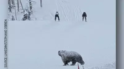 Grizzly Bear 'Split Lip' Interrupts Santa Slalom Races at Lake Louise Ski Run