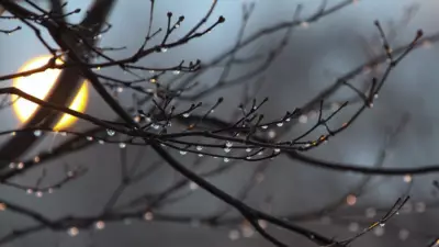 London, Ontario's Christmas Weather: Mild Day, Freezing Rain Risk on Boxing Day