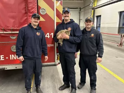 Ottawa Firefighters Rescue Kitten Trapped in Car Dashboard on Christmas Eve